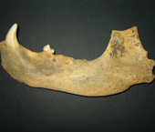 une superbe machoire pr&eacute;historique